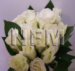 spray roses viviane